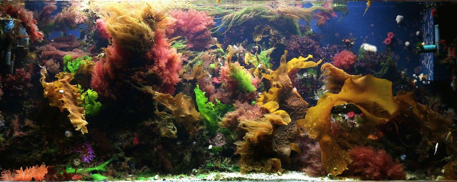 Macro Reef