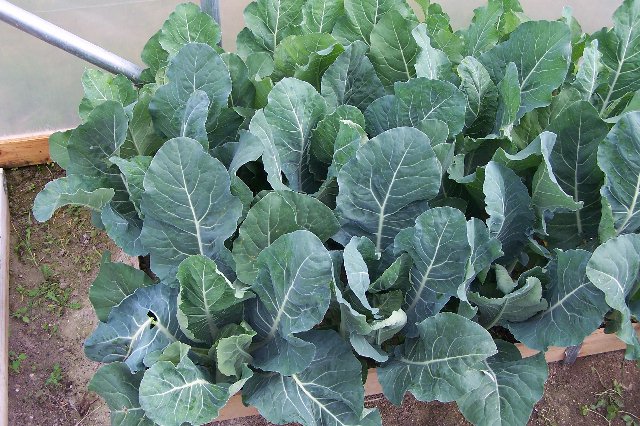 Cauliflowers: at one square spacing Caulis12