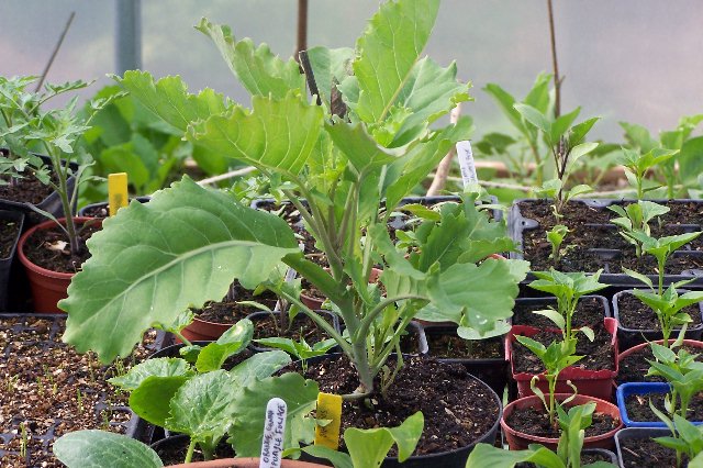 Cauliflowers: at one square spacing Dauben10