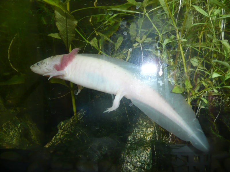 Sexe axolotl P1010015