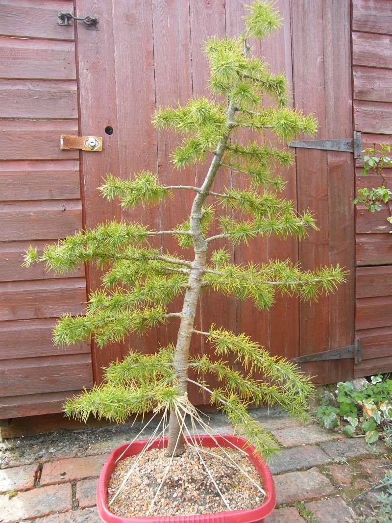 Cedrus Libani - First Style - Help Please Dscf0511