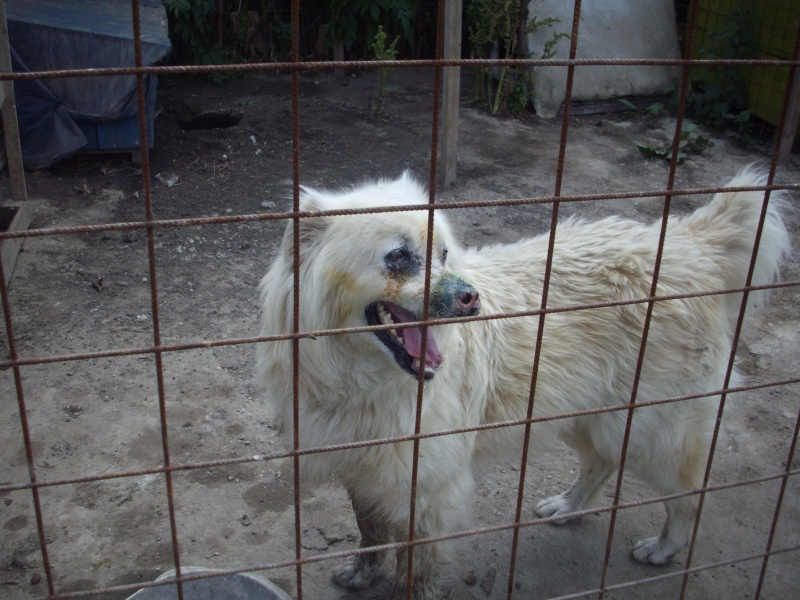 URSU CHIEN BRULE A LA SOUDE CAUSTIQUE AU VISAGE  (DECEDE) Poze_215