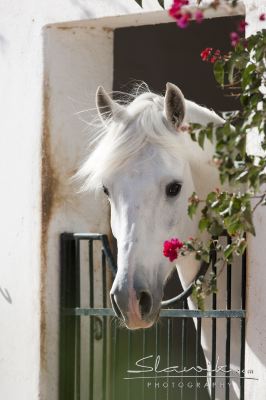 Luna -> May' Berber10