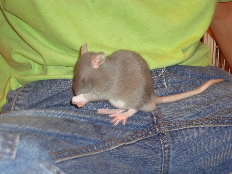 Vend mon pti Ratatouille Ratato10