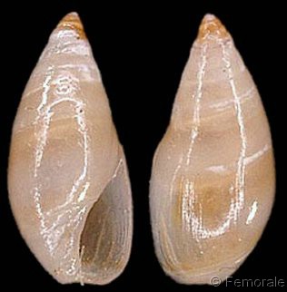  Ancillariidae Ancillina - Le genre, les espèces, la planche Ancill10