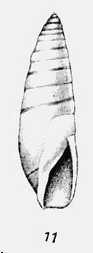  Ancillariidae Ancillina - Le genre, les espèces, la planche Ancill11