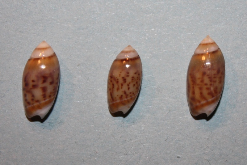 Olivella zenopira Duclos, 1835 ou Dactylidia zenopira Duclos, 1835 Img_8145