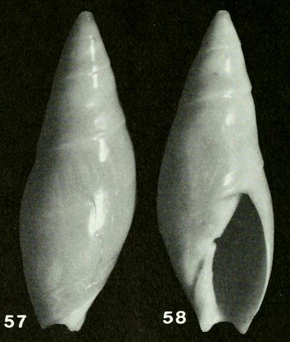 Genre Turrancilla von Martens, 1903  - Espèces actuelles Turran21