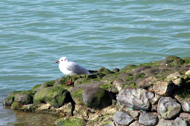  [Ouvert] FIL - Oiseaux. - Page 9 024_co30