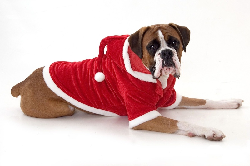  Glasovanje za 1. forumskega pasjega božička  Christ10