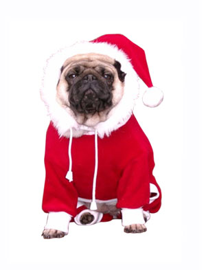  Glasovanje za 1. forumskega pasjega božička  Dog-sa10