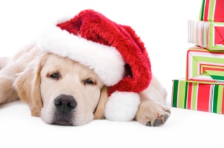  Glasovanje za 1. forumskega pasjega božička  Pet-to10