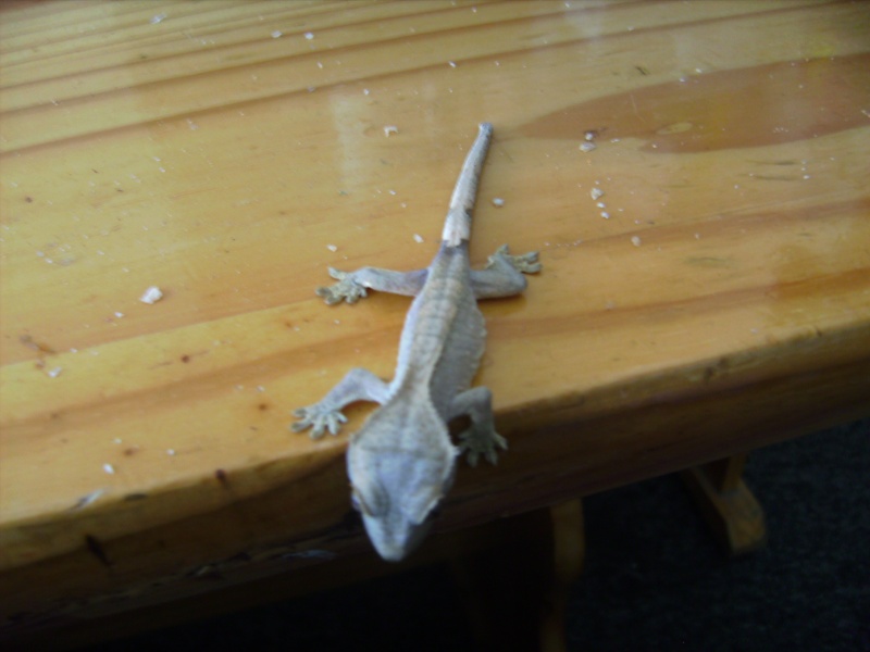 Poss sale: Unsexed crestie "Orion" and set up £60 Bild2217