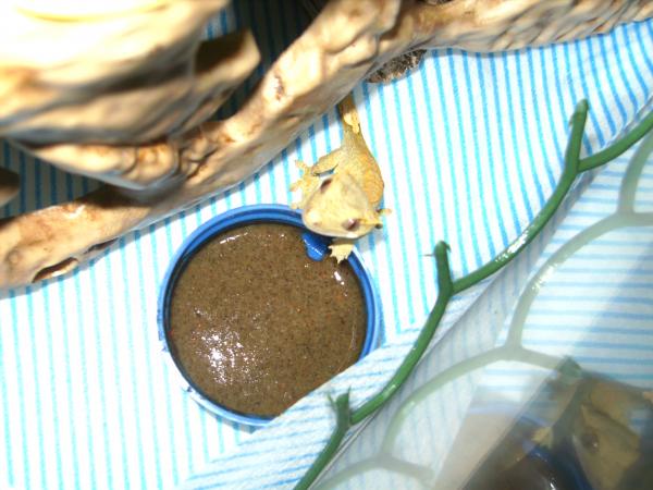 Poss sale: Unsexed crestie "Orion" and set up £60 X_fire10