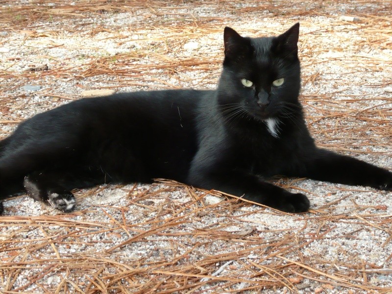 Cachou Tres Beau Chat Noir A Adopter Cachou Tres Beau Chat Noir A Adopter