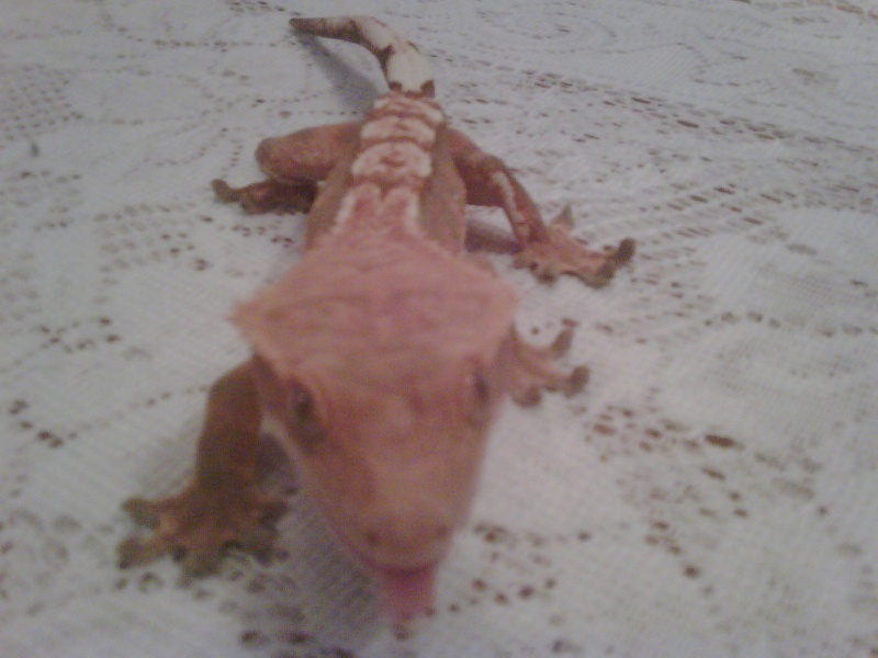 Hi introducing my breeding Crested gecko's Cresti23