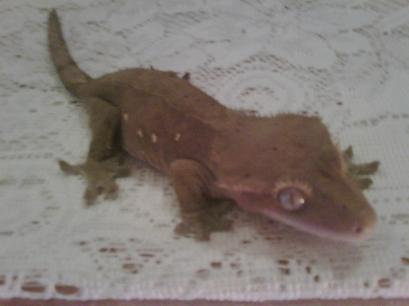 Hi introducing my breeding Crested gecko's Cresti25