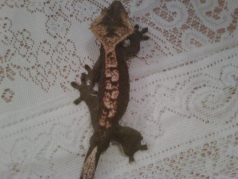 Hi introducing my breeding Crested gecko's Cresti26