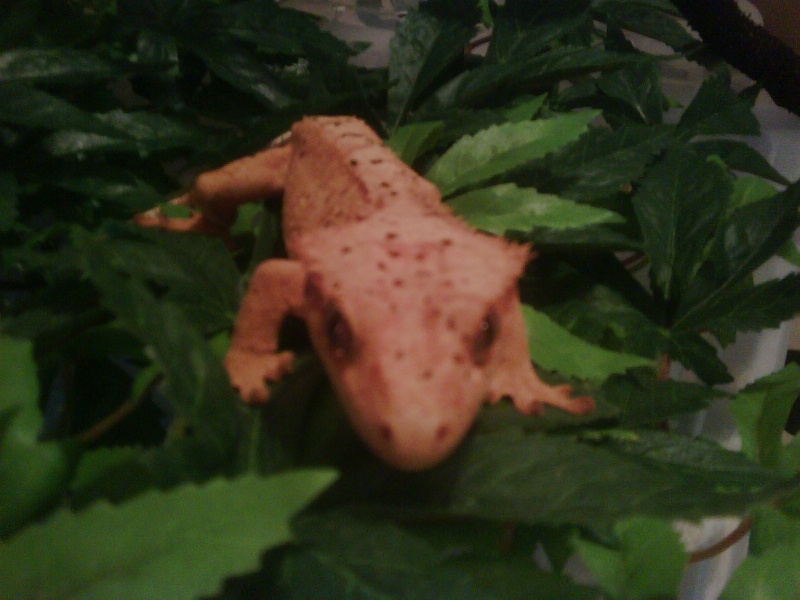 Hi introducing my breeding Crested gecko's Cresti27
