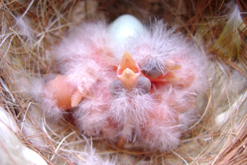 Photos de nos jeunes oiseaux: élevage 2010. Jeunes20