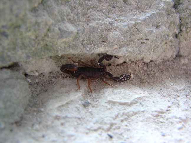 Help with ID - Euscorpius Bigger10