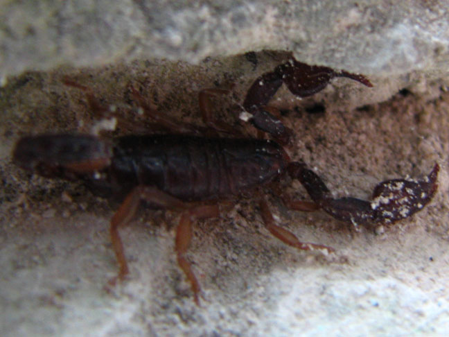 Help with ID - Euscorpius Closeu10