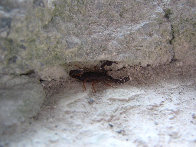 Help with ID - Euscorpius Smalle10