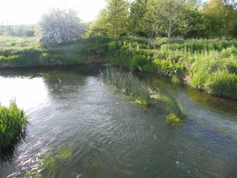 Some Wildlife around Stanwick Lakes 10th_m15