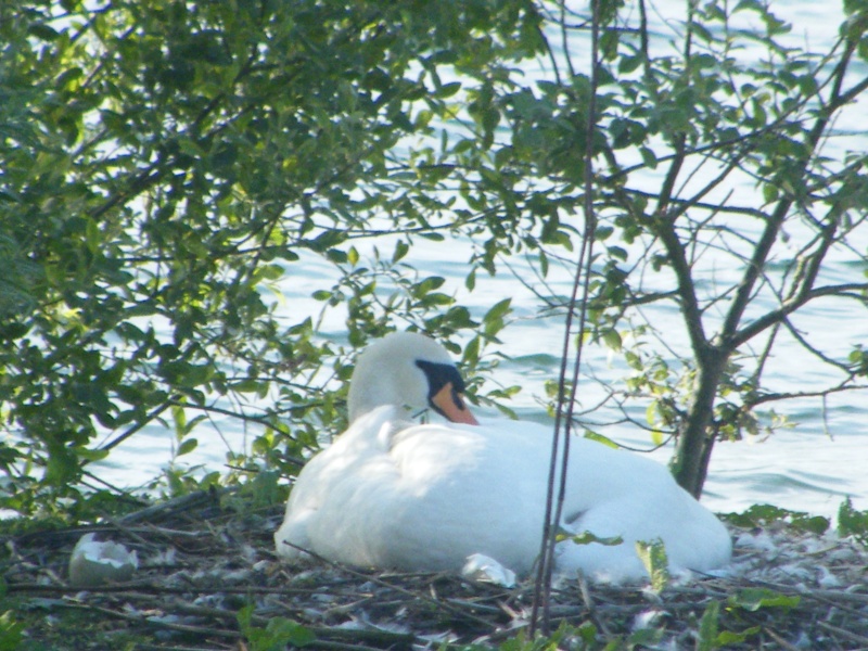 Swan watch - From Stanwick Lakes 11th_j10