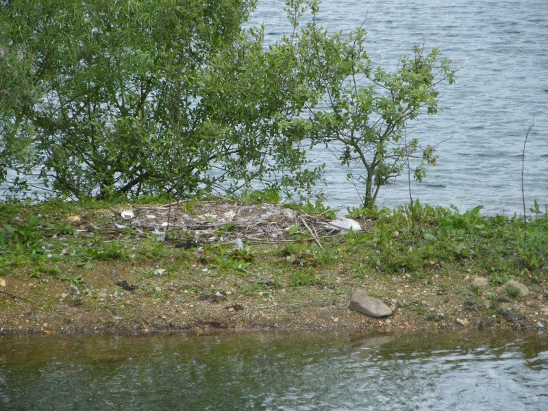 Swan watch - From Stanwick Lakes 12th_j10