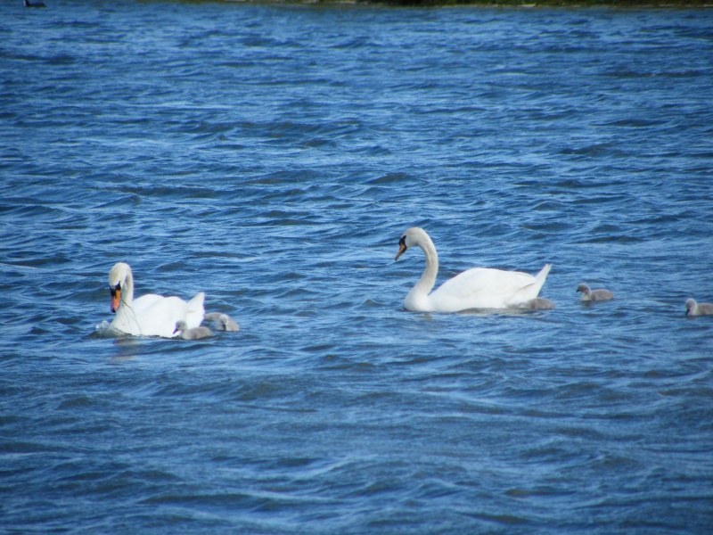 Swan watch - From Stanwick Lakes 14th_j10