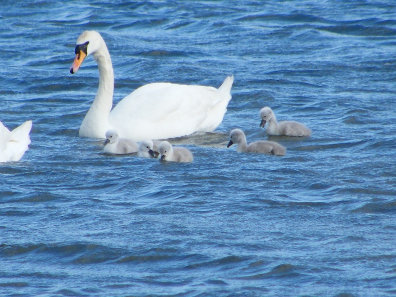 Swan watch - From Stanwick Lakes 14th_j12