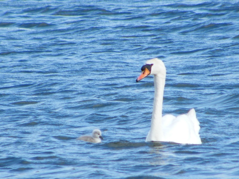 Swan watch - From Stanwick Lakes 14th_j13
