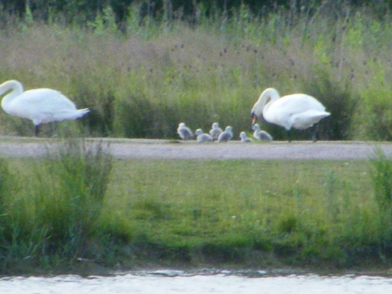 Swan watch - From Stanwick Lakes 14th_j14