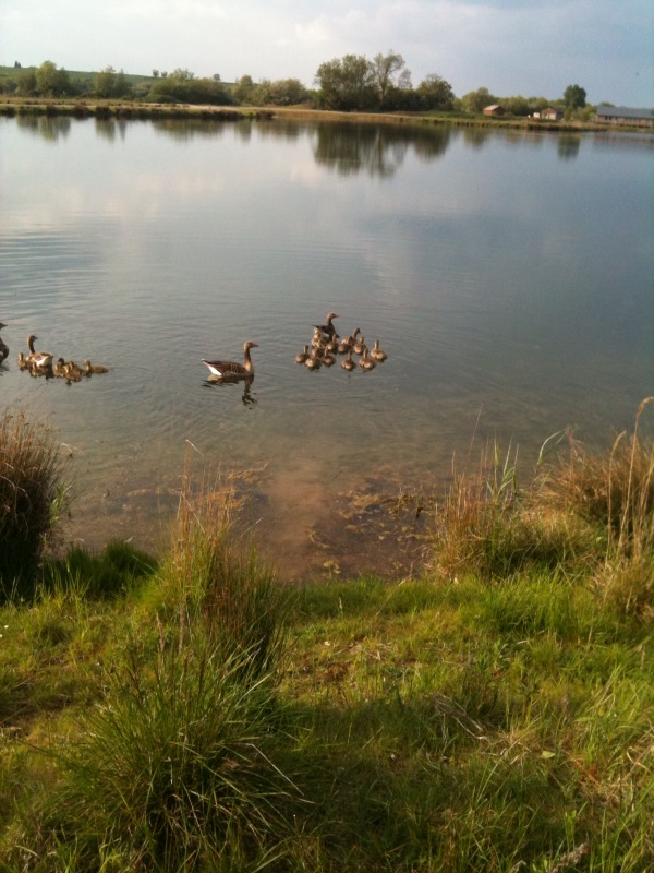 Some Wildlife around Stanwick Lakes 20th_m11