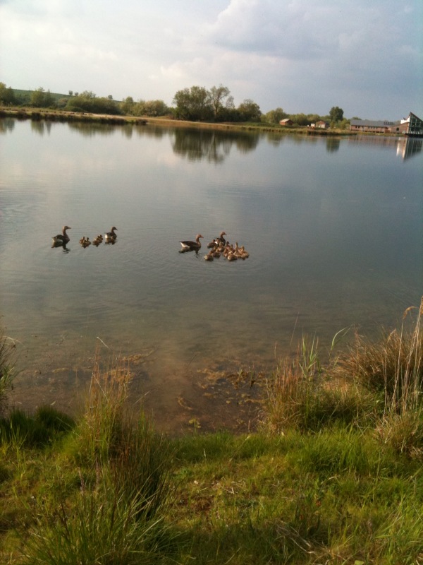 Some Wildlife around Stanwick Lakes 20th_m12