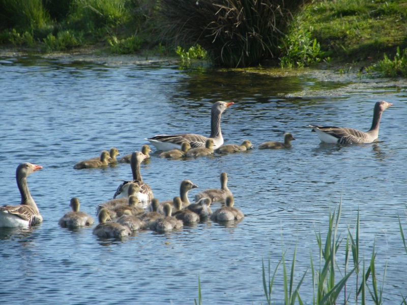 Some Wildlife around Stanwick Lakes 20th_m18