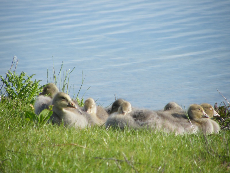 By popular demand ... Goosewatch ... from Stanwick Lakes 20th_m25