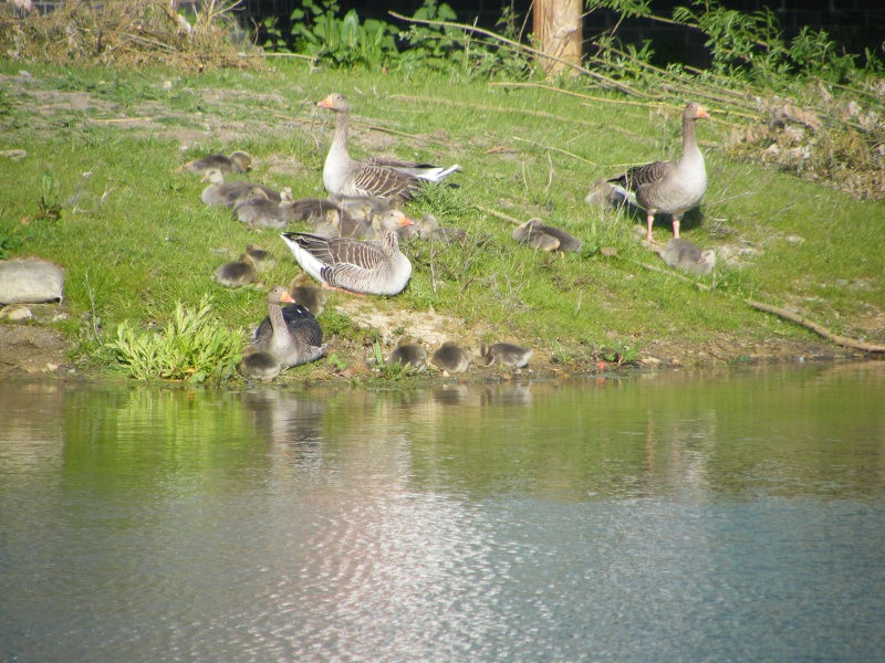 By popular demand ... Goosewatch ... from Stanwick Lakes 20th_m26