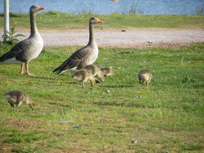 By popular demand ... Goosewatch ... from Stanwick Lakes 20th_m27
