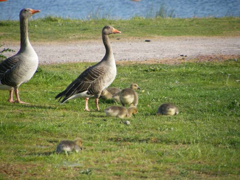 By popular demand ... Goosewatch ... from Stanwick Lakes 20th_m28