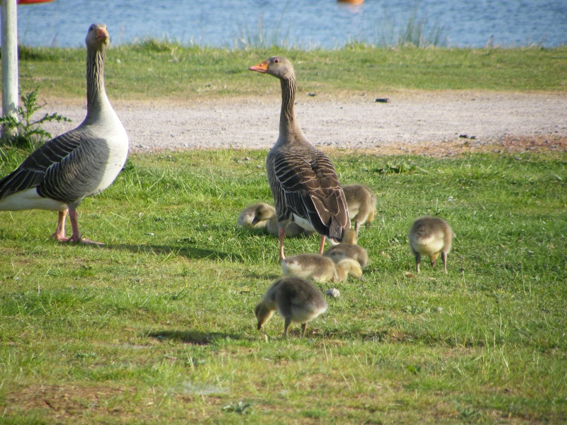 By popular demand ... Goosewatch ... from Stanwick Lakes 20th_m29