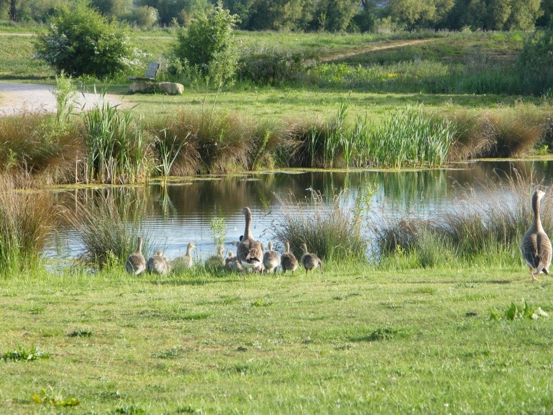By popular demand ... Goosewatch ... from Stanwick Lakes 20th_m30