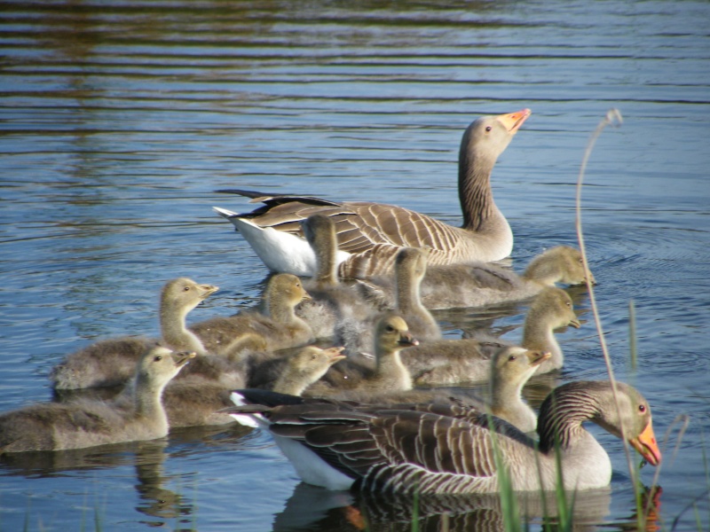 By popular demand ... Goosewatch ... from Stanwick Lakes 20th_m31
