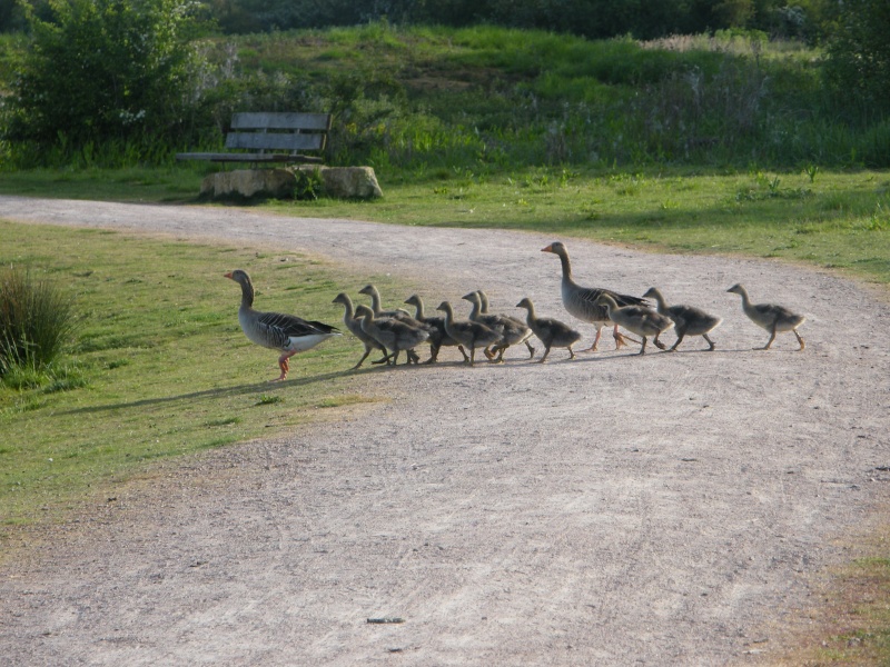 By popular demand ... Goosewatch ... from Stanwick Lakes 20th_m33