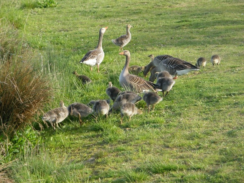 By popular demand ... Goosewatch ... from Stanwick Lakes 20th_m38