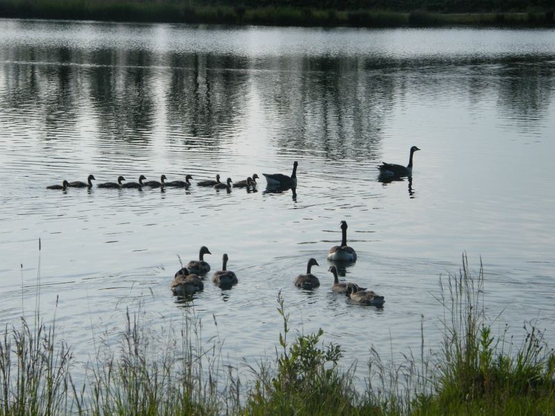 By popular demand ... Goosewatch ... from Stanwick Lakes 3rd_ju10