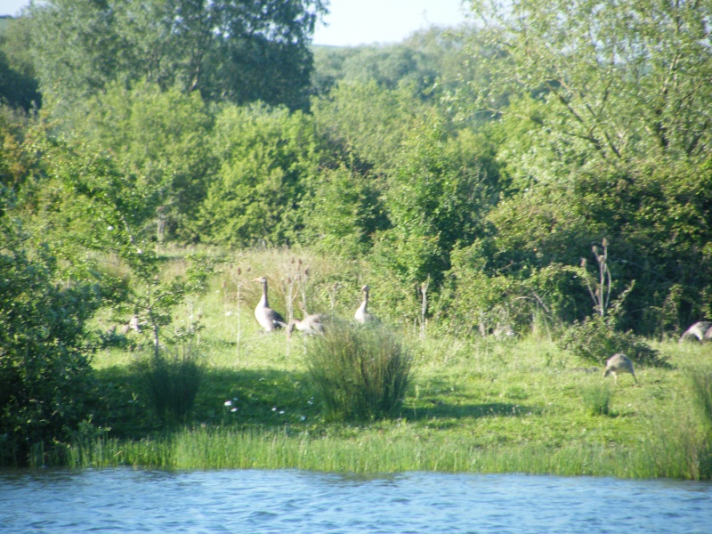 By popular demand ... Goosewatch ... from Stanwick Lakes 3rd_ju12