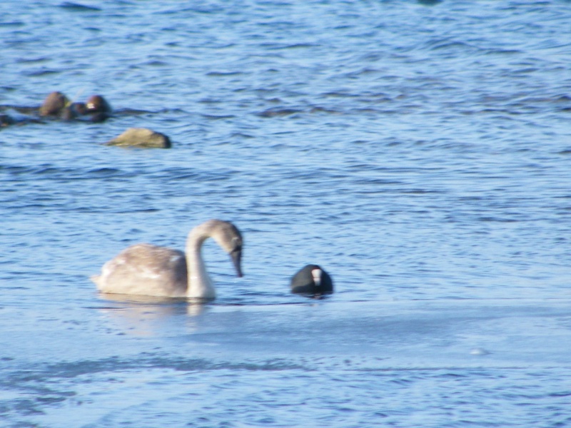 Swan watch - From Stanwick Lakes - Page 6 Decemb13