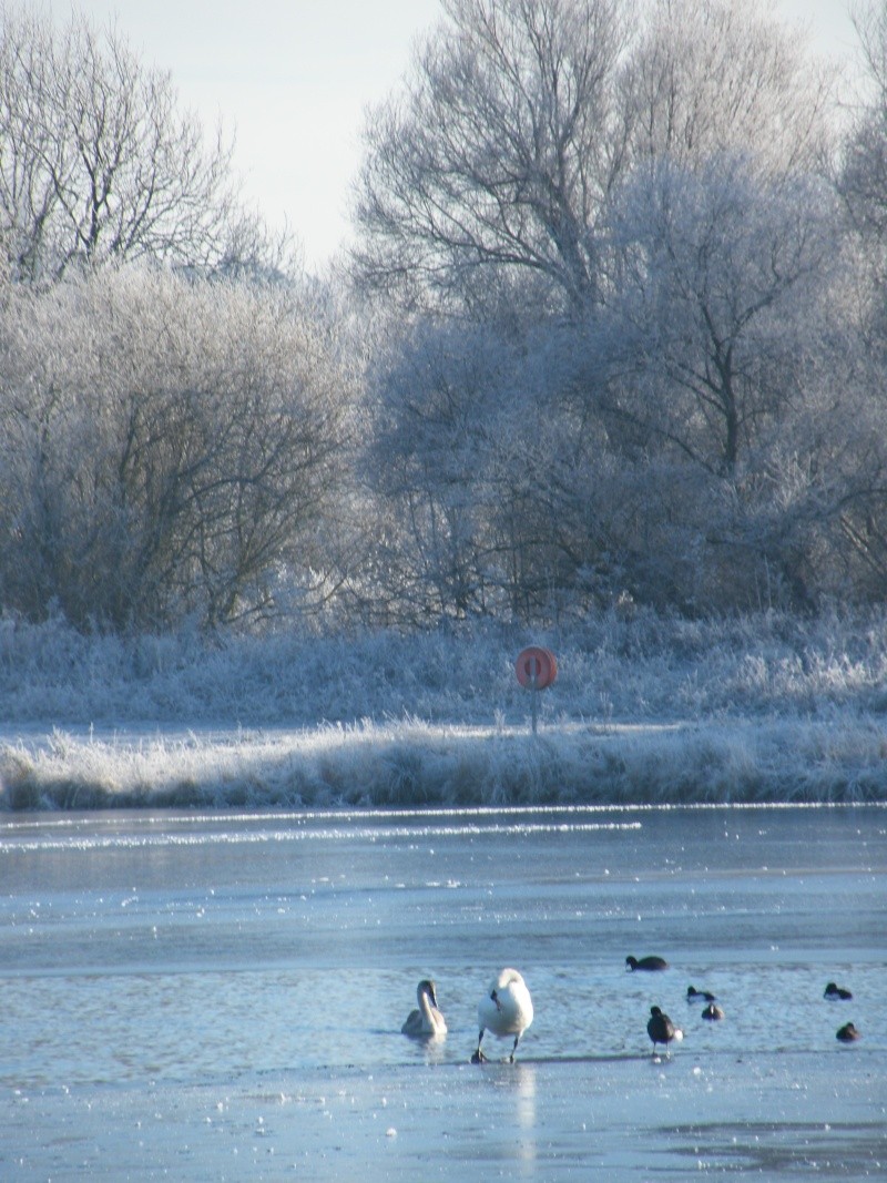 Swan watch - From Stanwick Lakes - Page 6 Decemb20